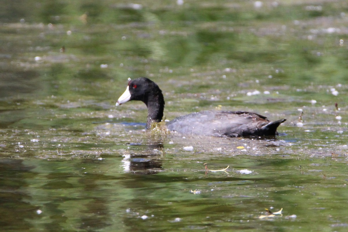 American Coot - ML462823491