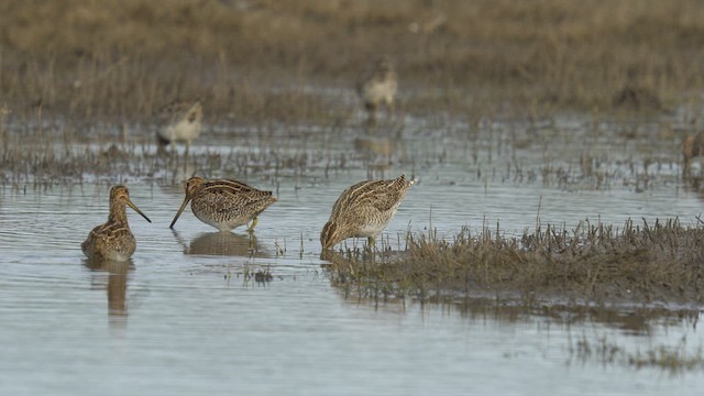 Magellanic Snipe - ML462823641