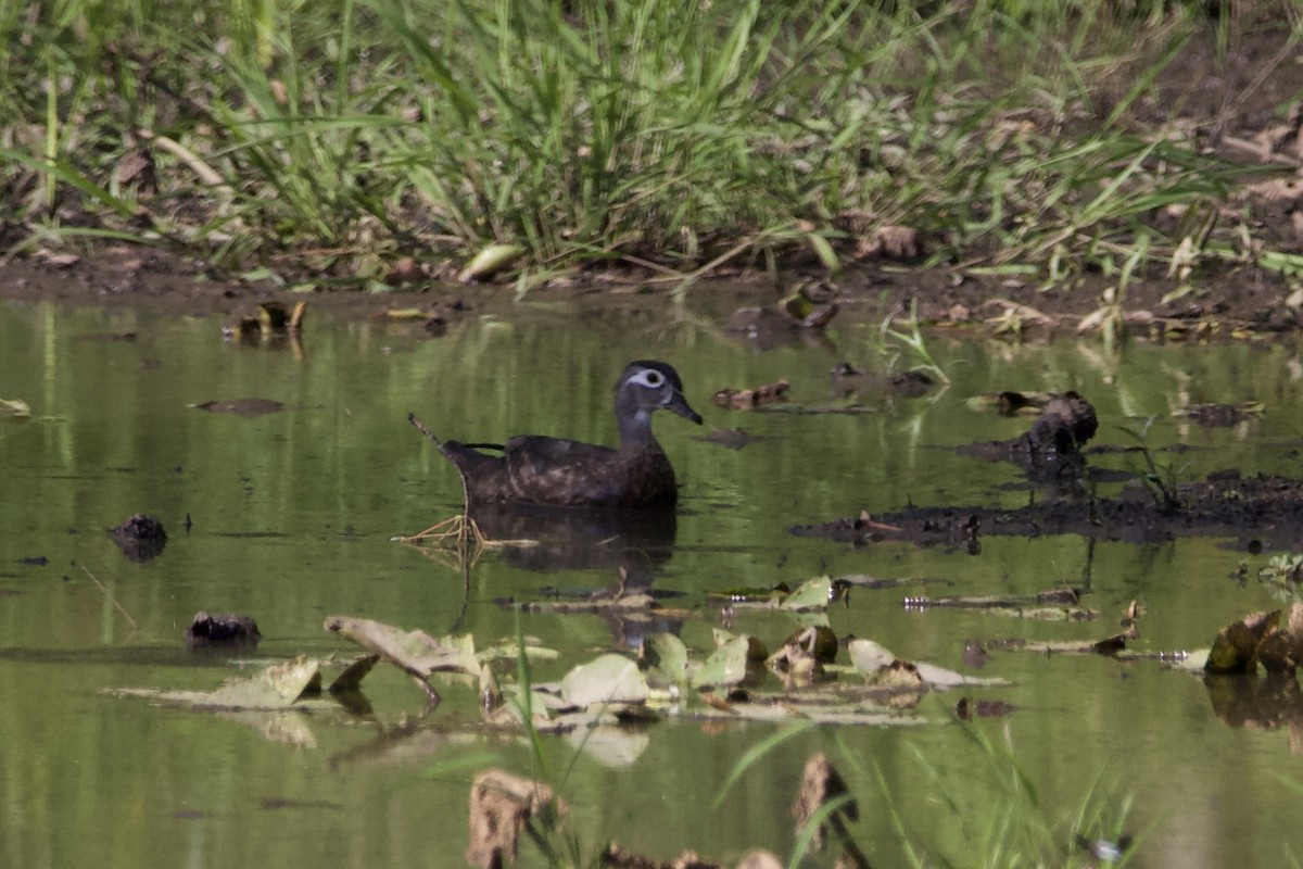 Wood Duck - ML462824091