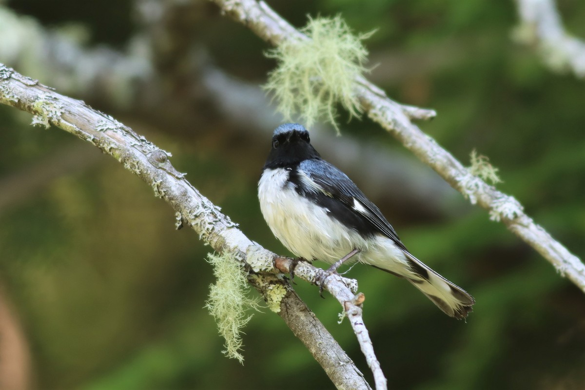 Black-throated Blue Warbler - Margaret Viens