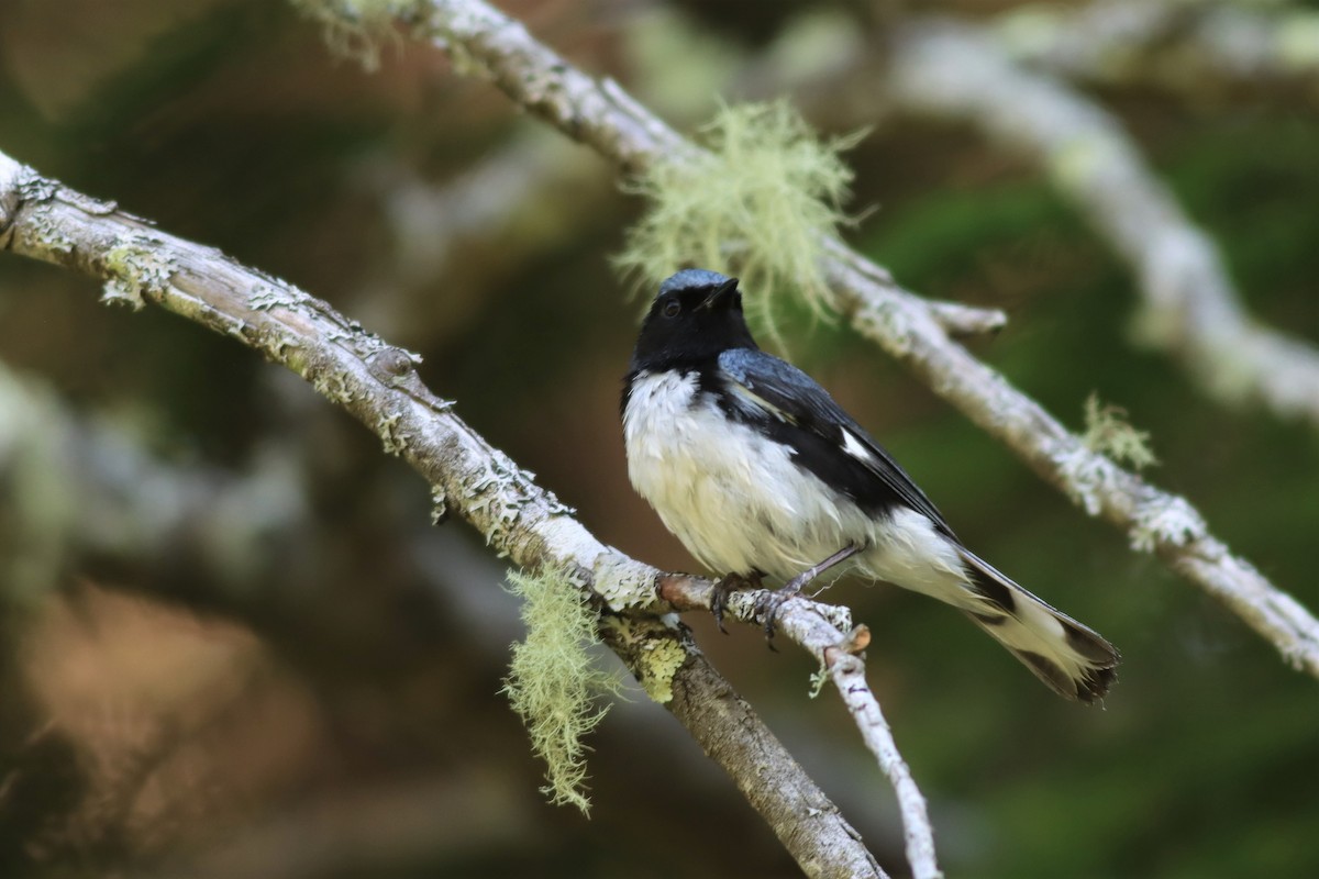 Black-throated Blue Warbler - Margaret Viens