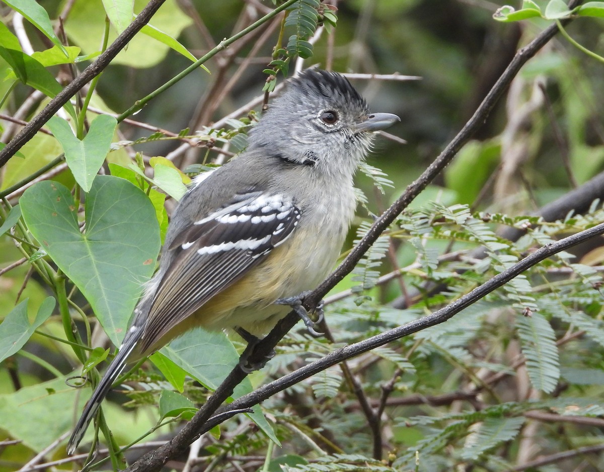 Variable Antshrike - ML462824631