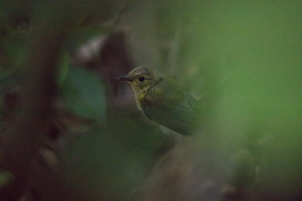 Prothonotary Warbler - ML462824851