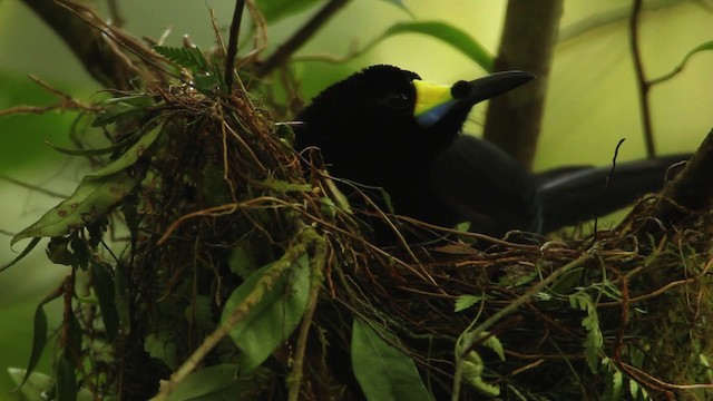 Long-tailed Paradigalla - ML462825