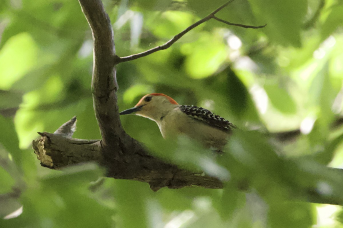 Red-bellied Woodpecker - ML462825131