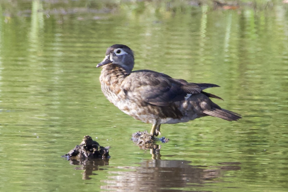 Wood Duck - ML462825391