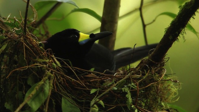 Long-tailed Paradigalla - ML462826