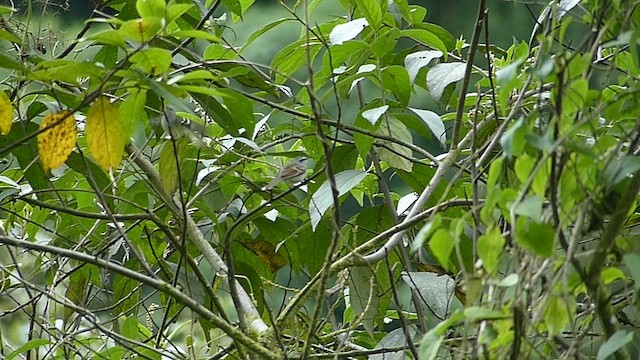 Rufous-winged Tyrannulet - ML462826891