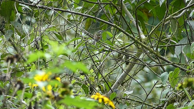 Rufous-winged Tyrannulet - ML462826911