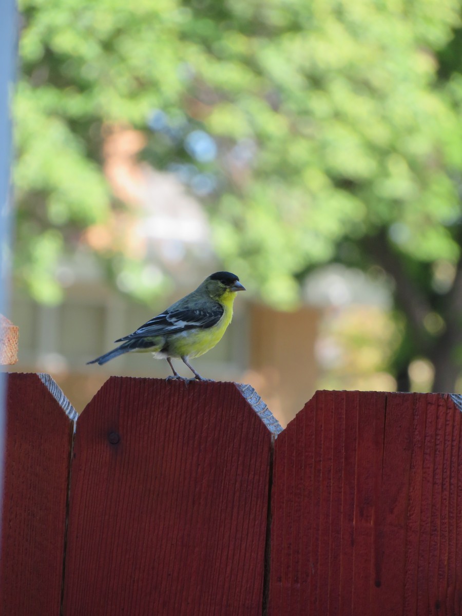 American Goldfinch - ML462827011