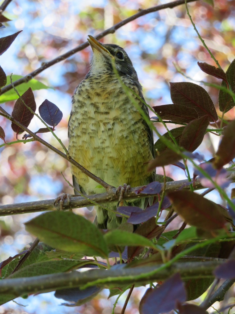 American Robin - ML462827031
