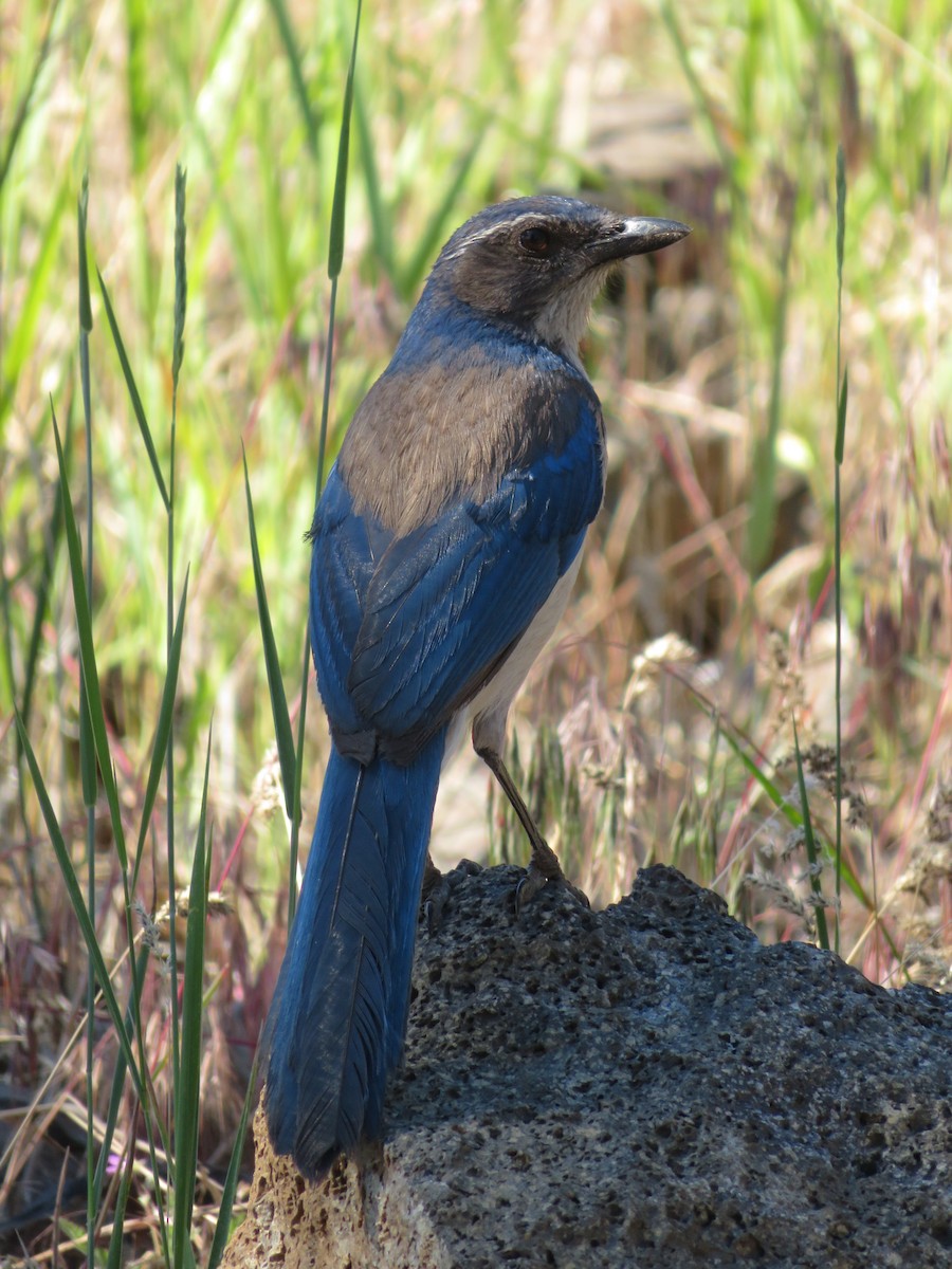 California Scrub-Jay - ML462827051