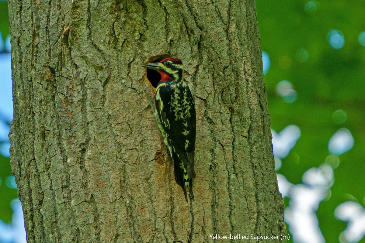 Yellow-bellied Sapsucker - ML462828531