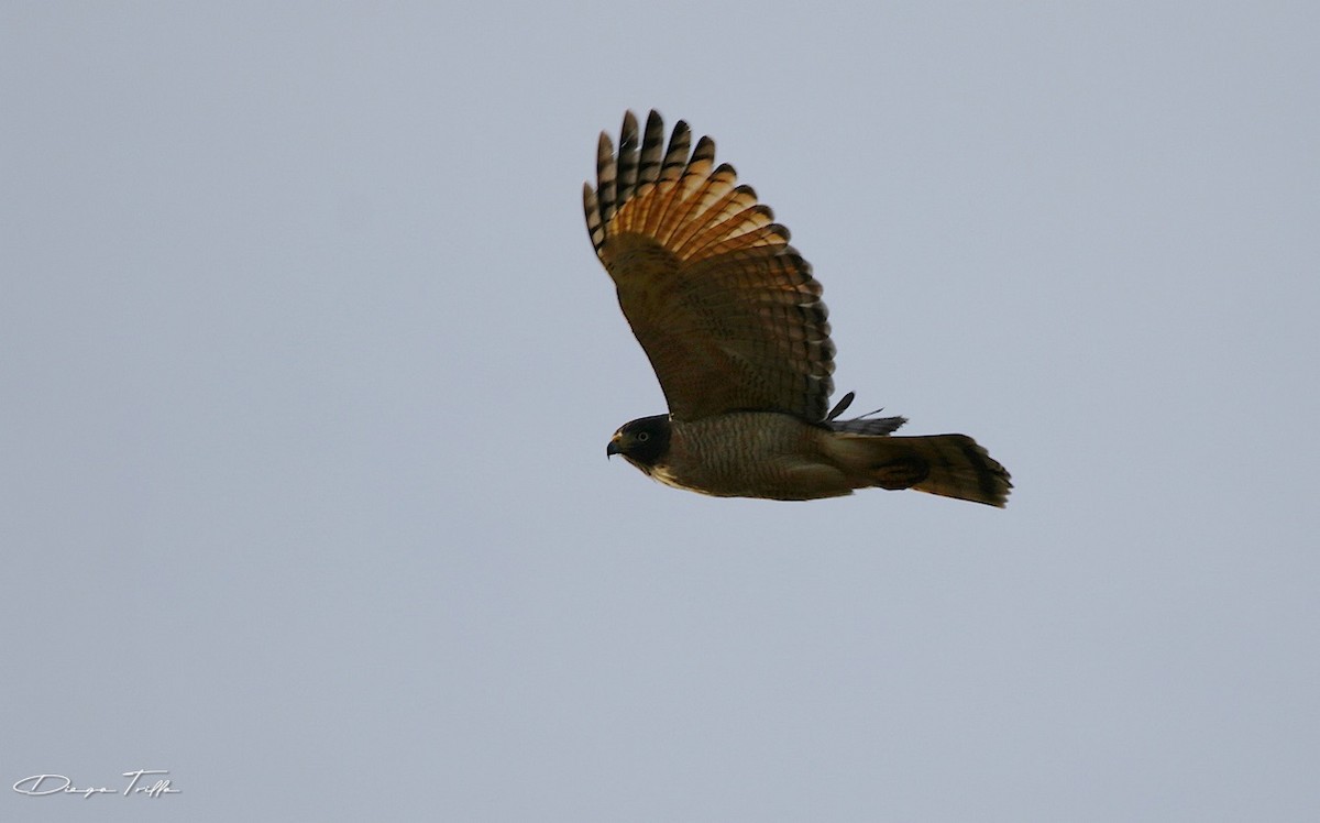 Roadside Hawk - ML462828541