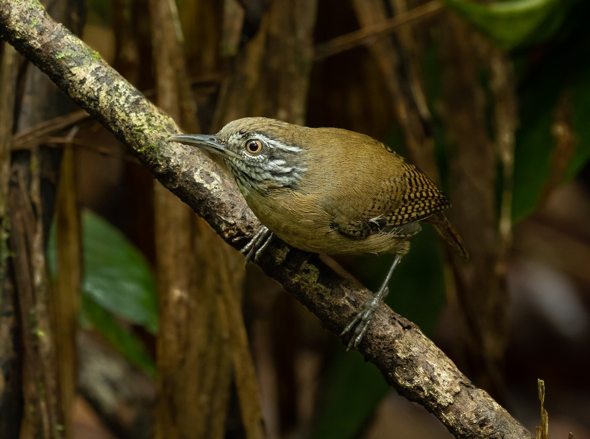 Stripe-throated Wren - ML462828881