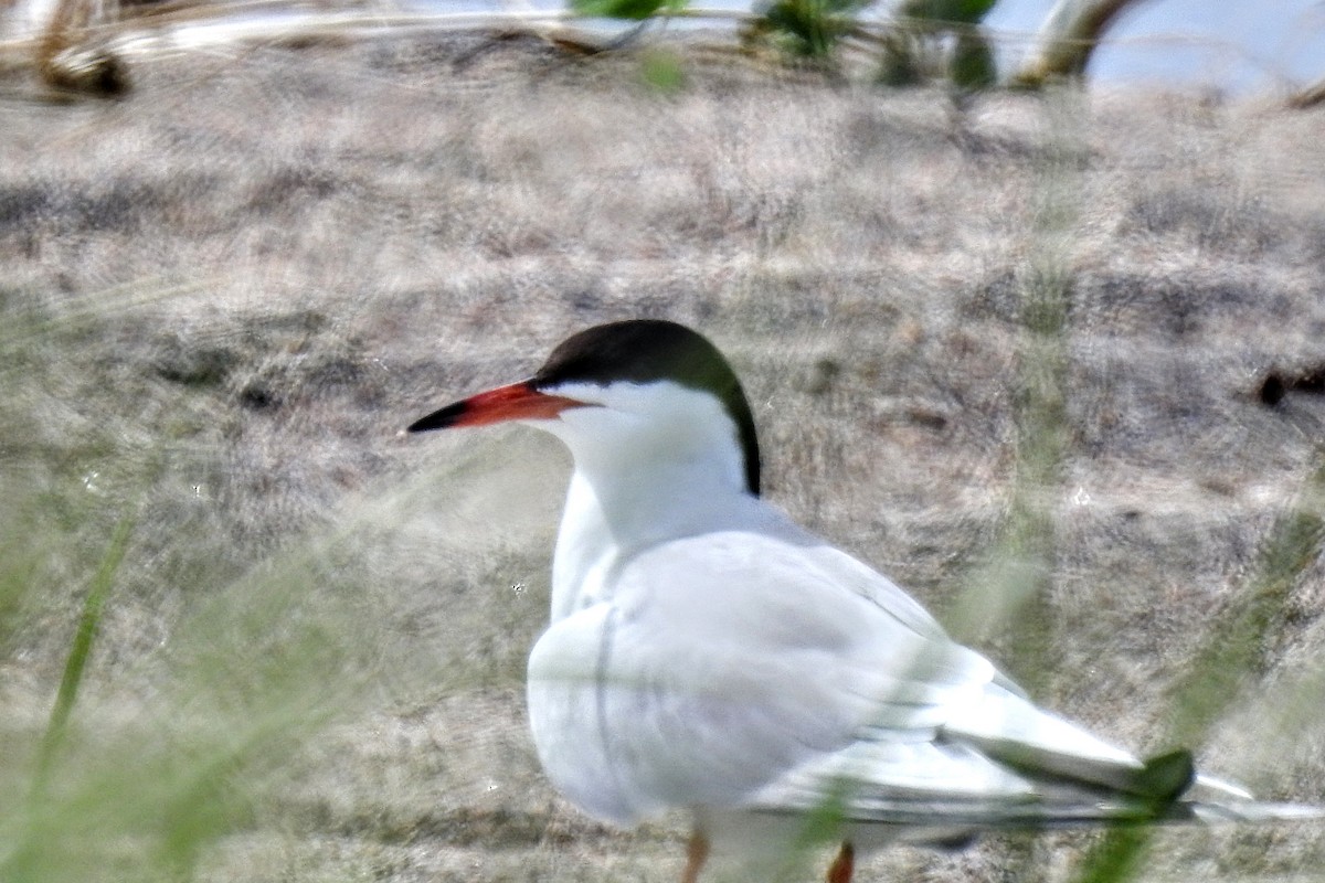 Common Tern - Eric Charron