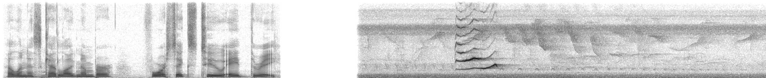 Clay-colored Thrush - ML46283