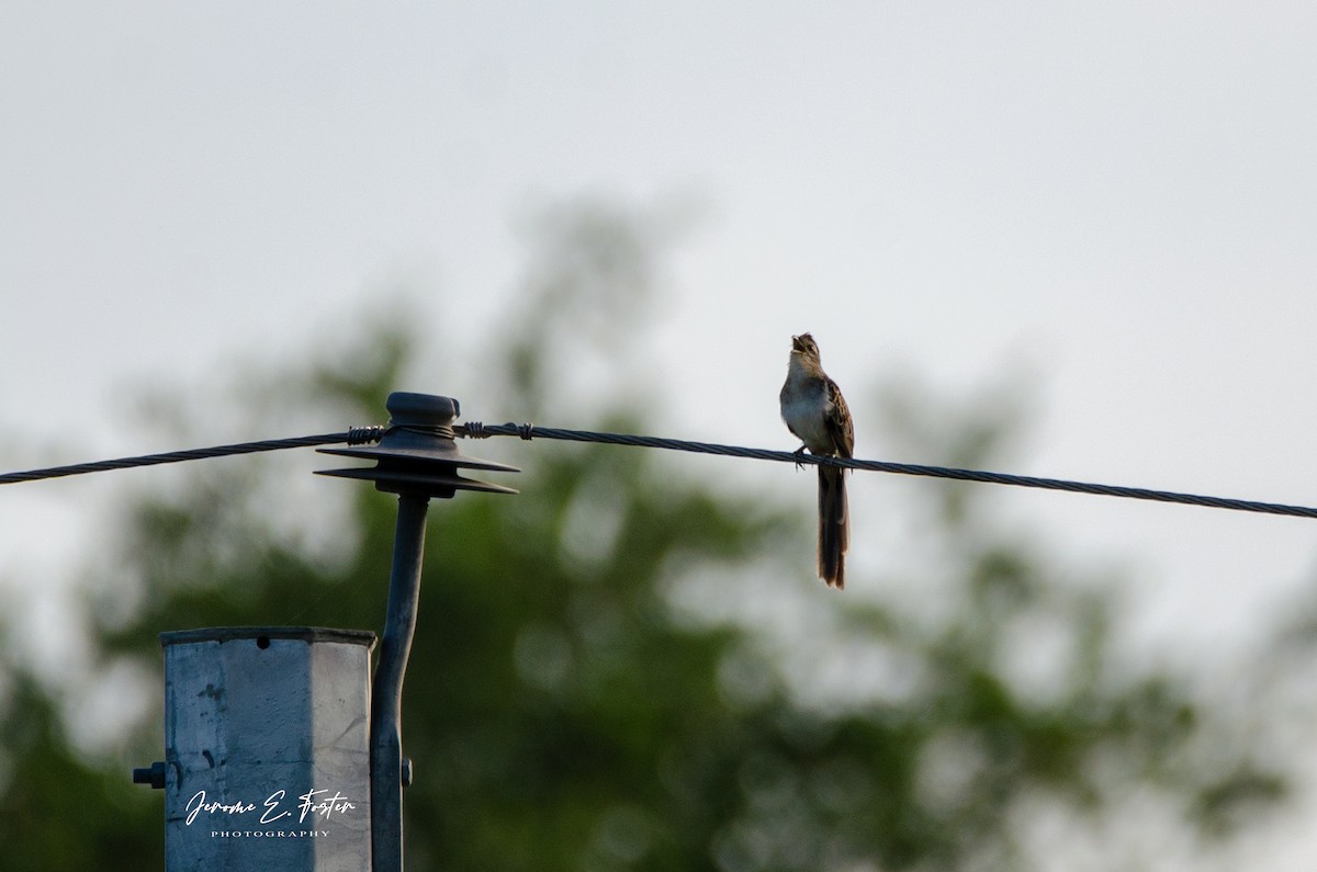 Striped Cuckoo - ML462830741