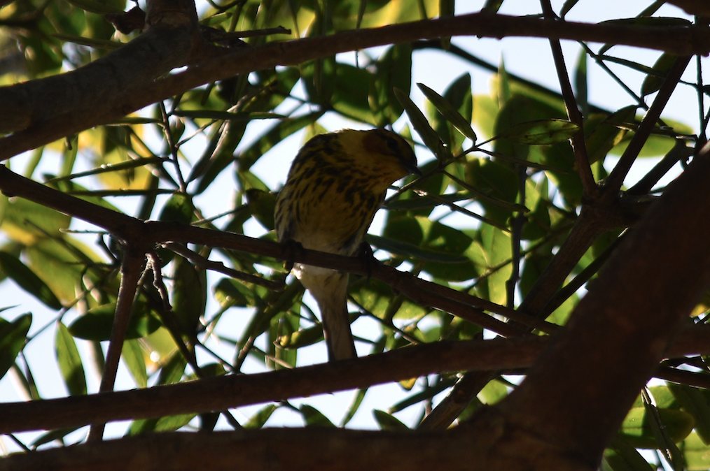 Cape May Warbler - ML462830961