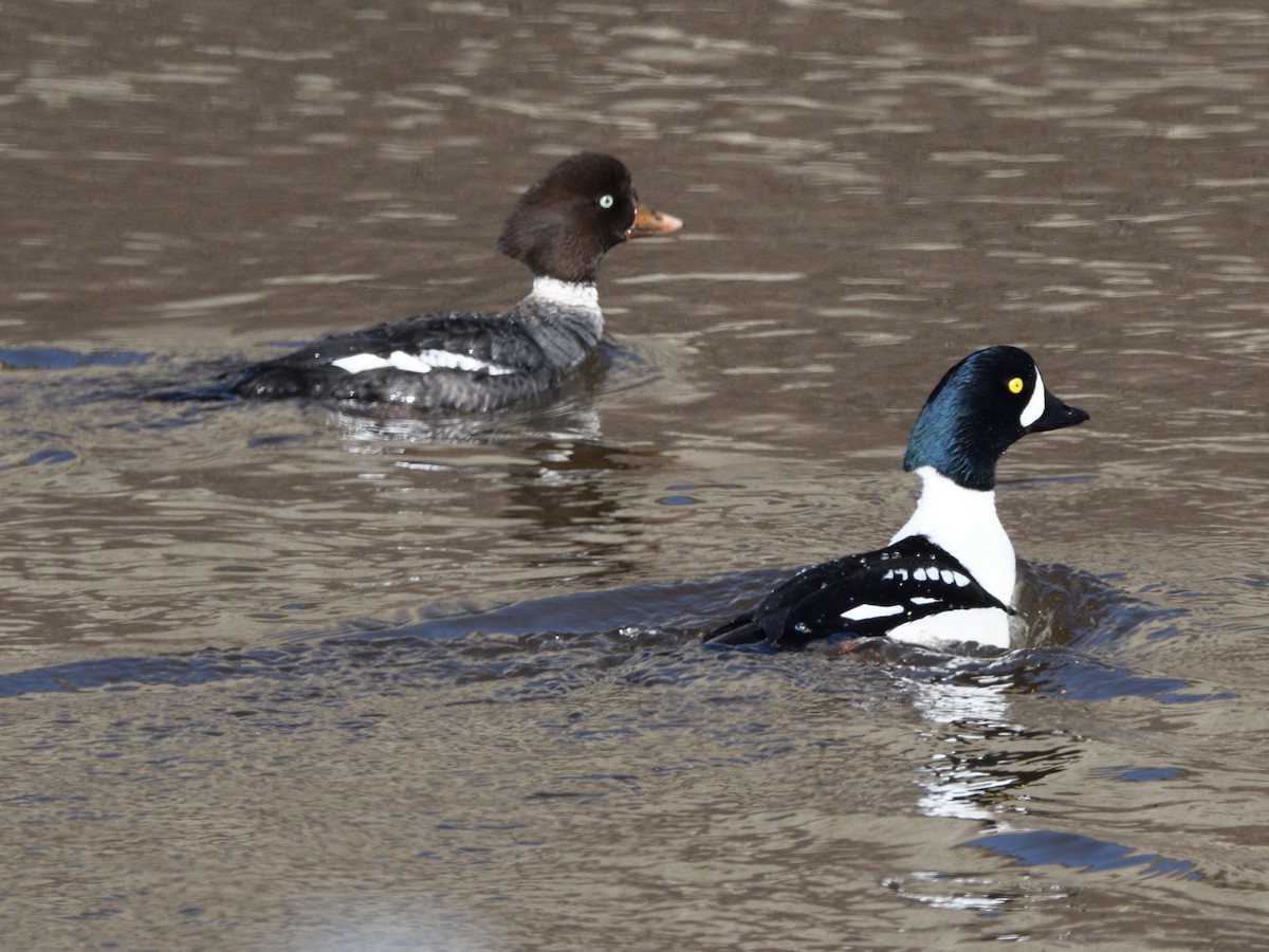 Barrow's Goldeneye - ML462831051