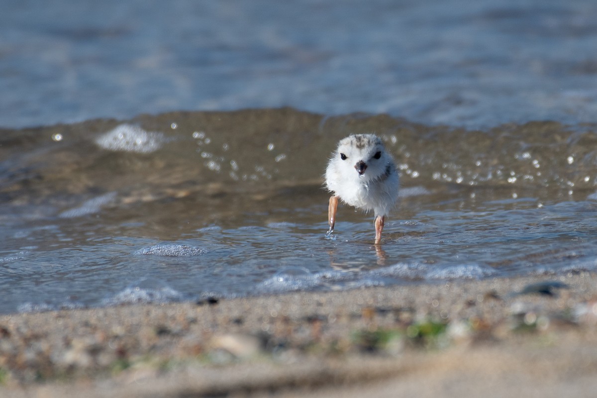 Piping Plover - Jing Zhang