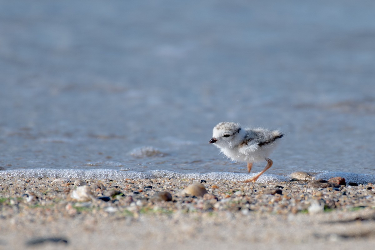 Piping Plover - Jing Zhang