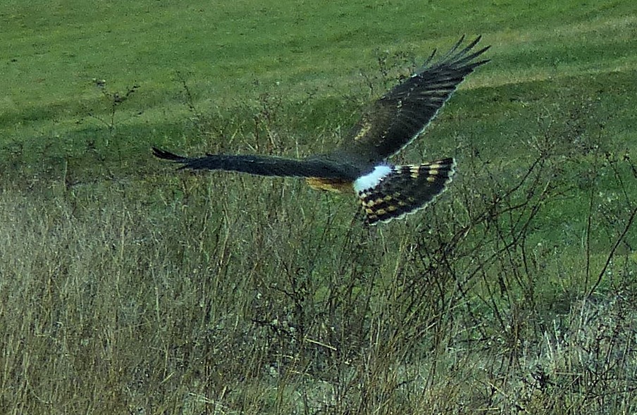 Northern Harrier - ML46283641