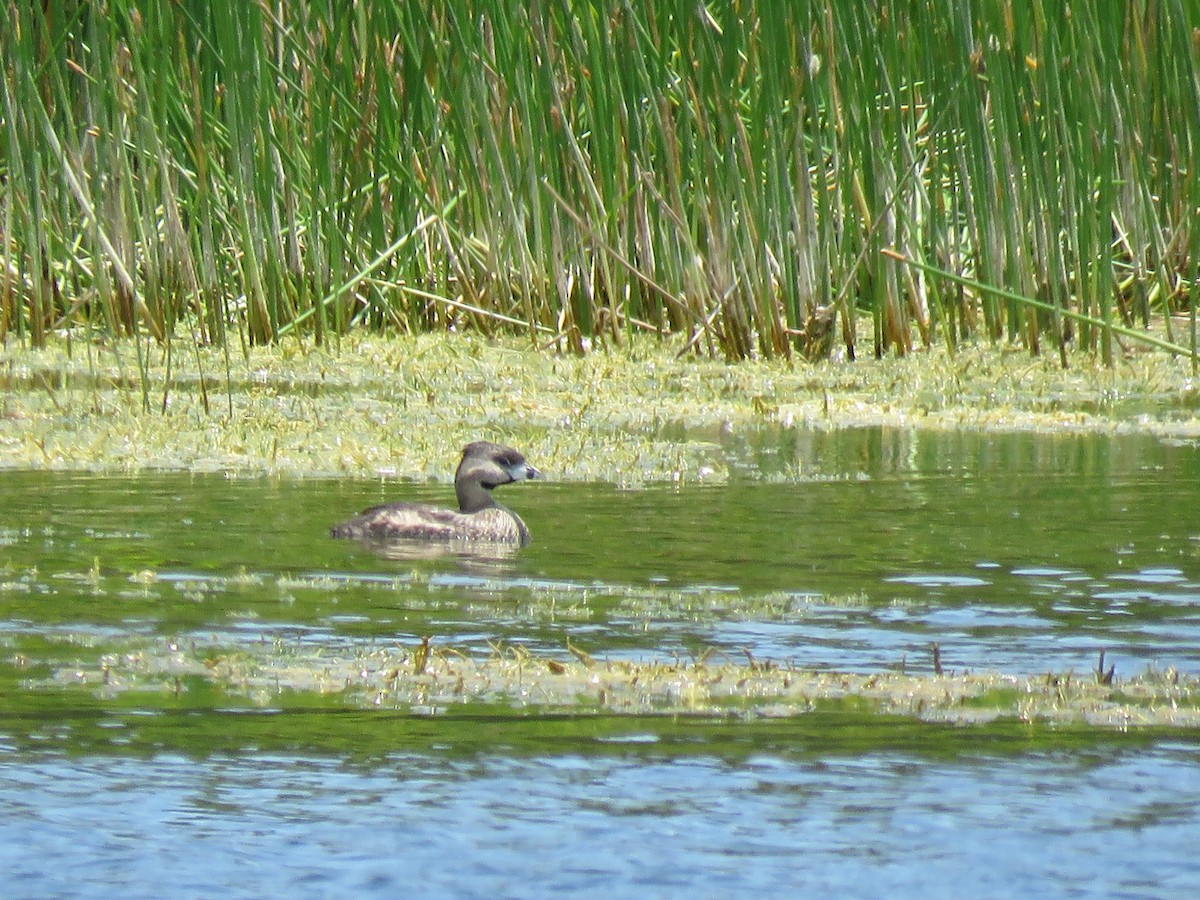 Pied-billed Grebe - Robin Potvin