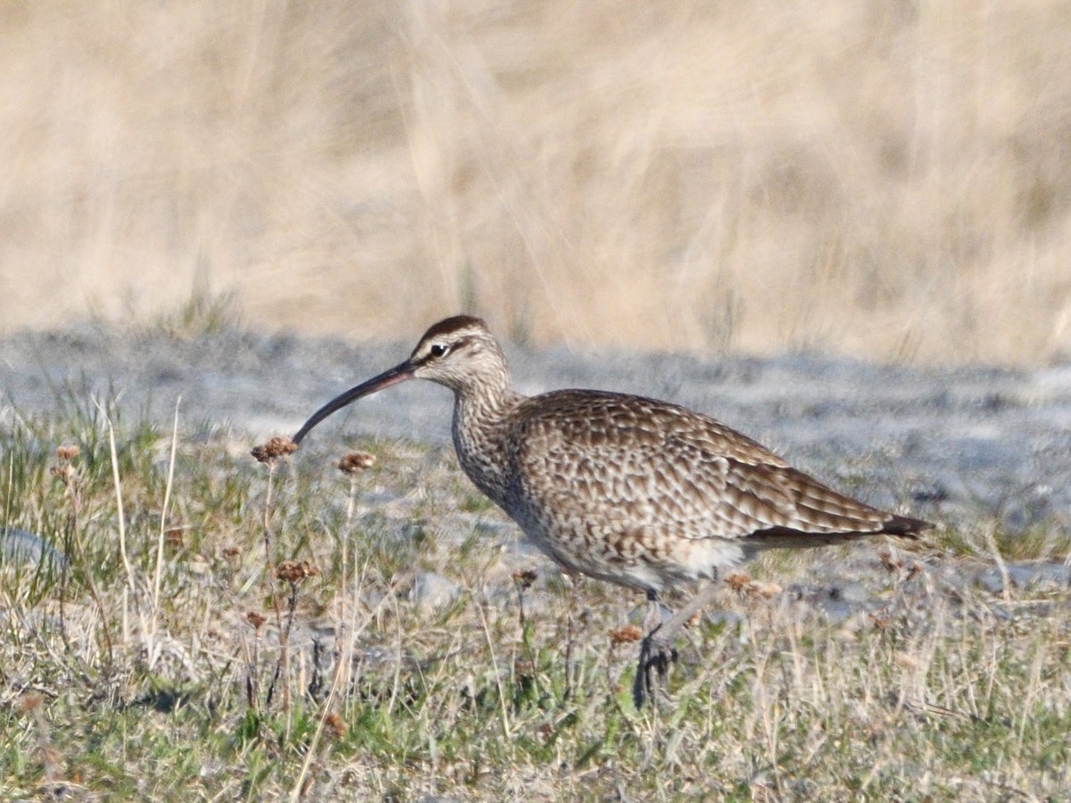 Whimbrel - ML462837981