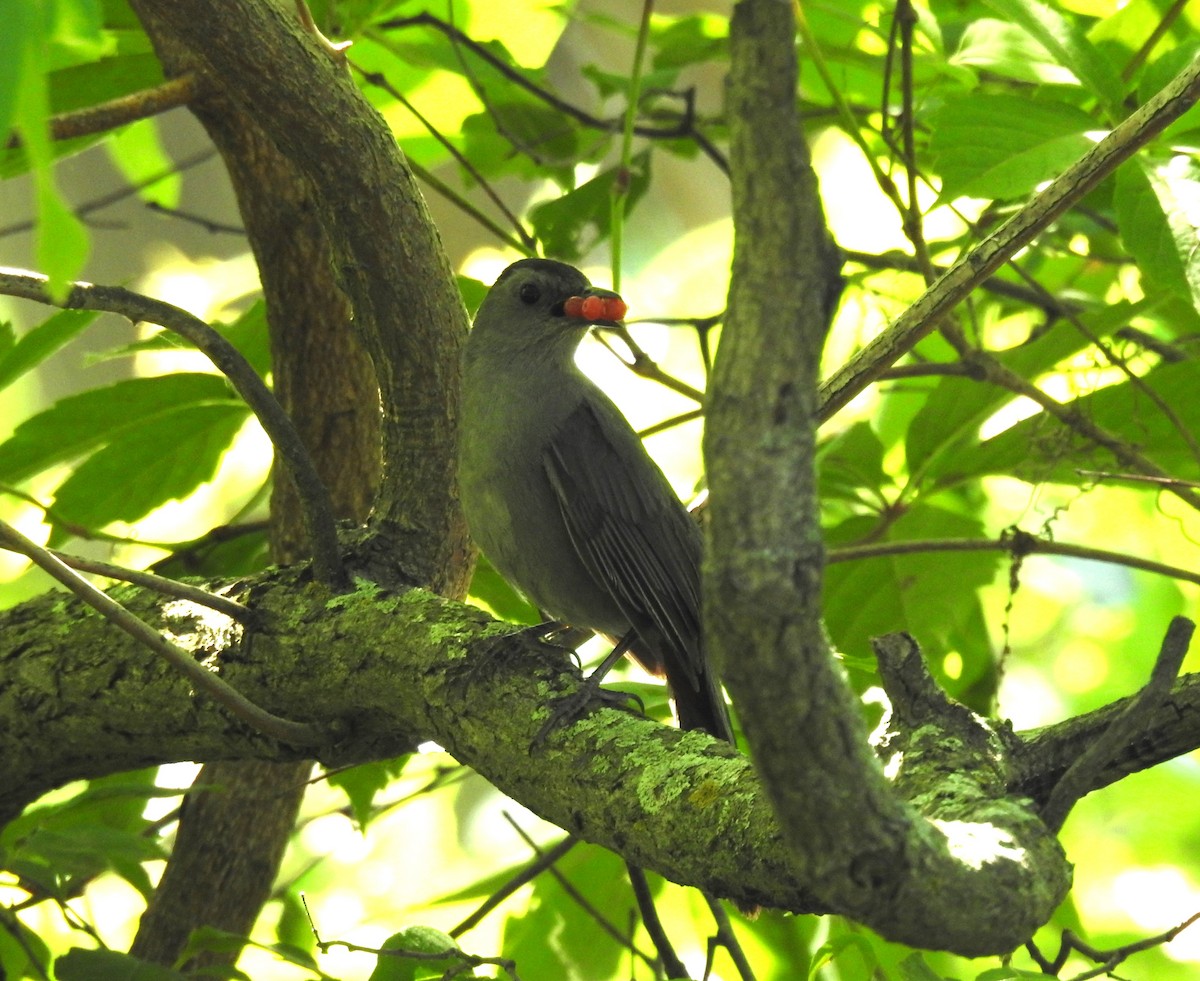 Gray Catbird - ML462838831