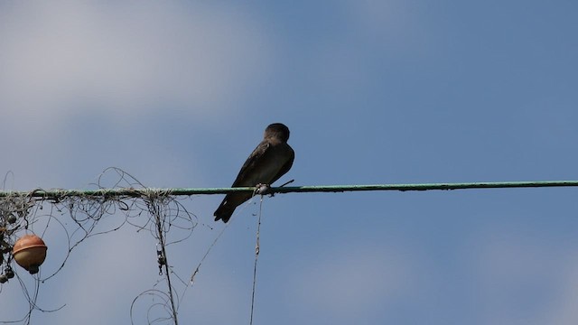 Golondrina Risquera - ML462839501