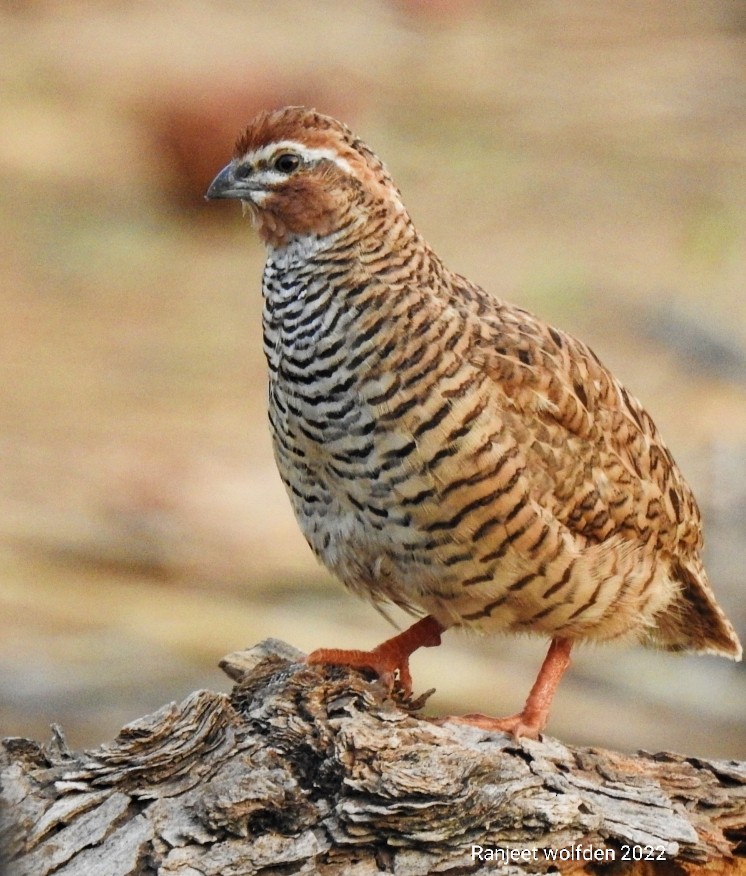 Rock Bush-Quail - ML462839721