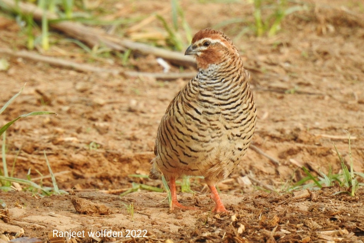 Rock Bush-Quail - ML462839801