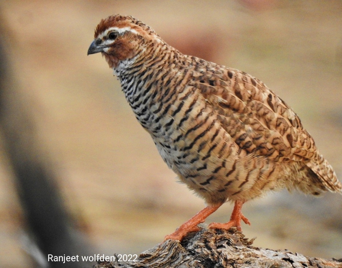 Rock Bush-Quail - ML462839851