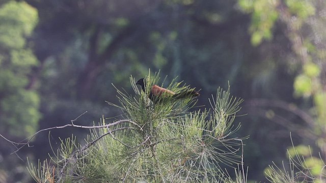 Lesser Coucal - ML462840041