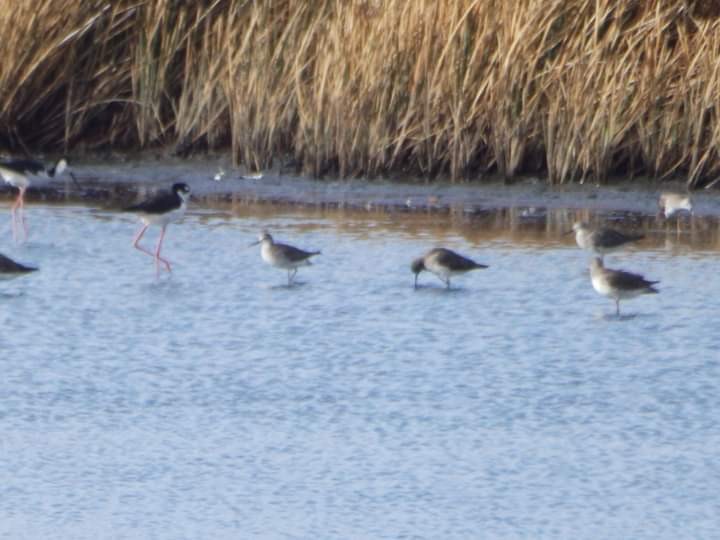 Black-bellied Plover - ML462840121