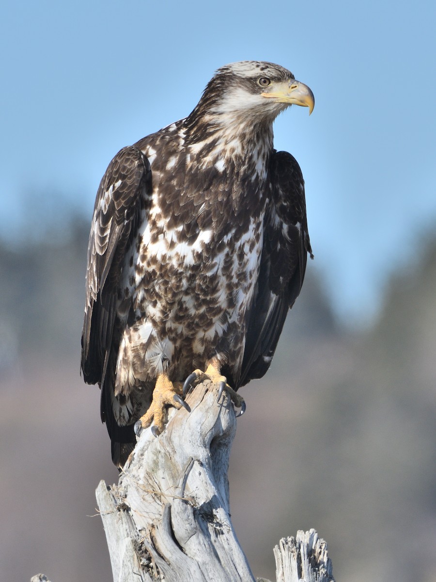 Bald Eagle - ML462840161