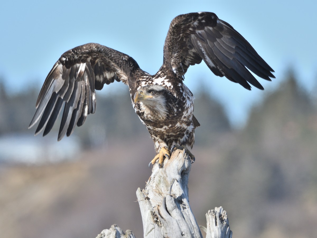 Bald Eagle - ML462840361