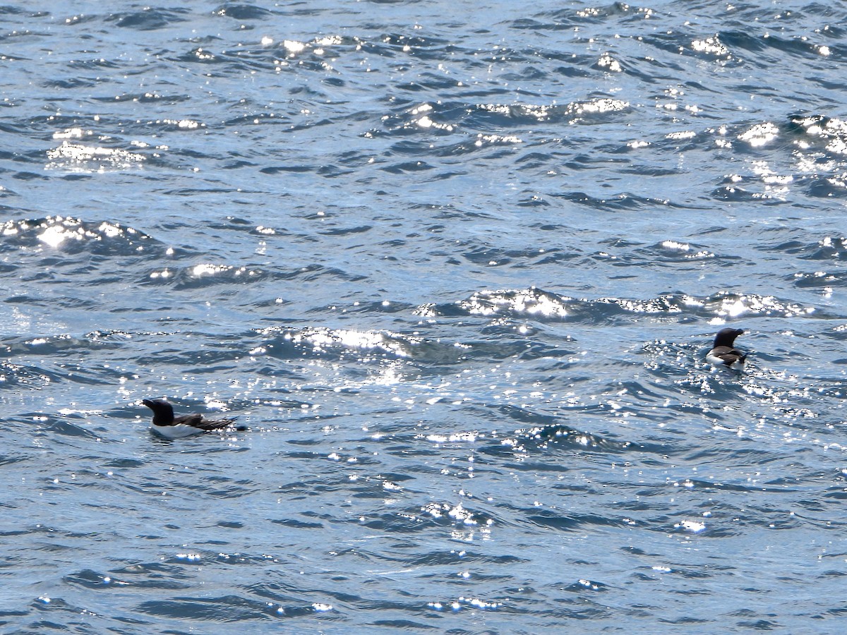 Razorbill - ML462840831