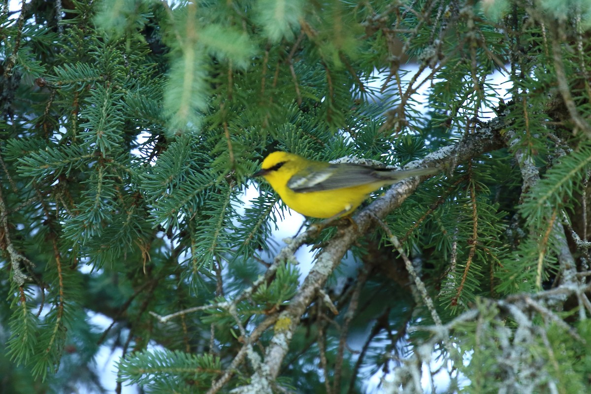 Blauflügel-Waldsänger - ML462841941