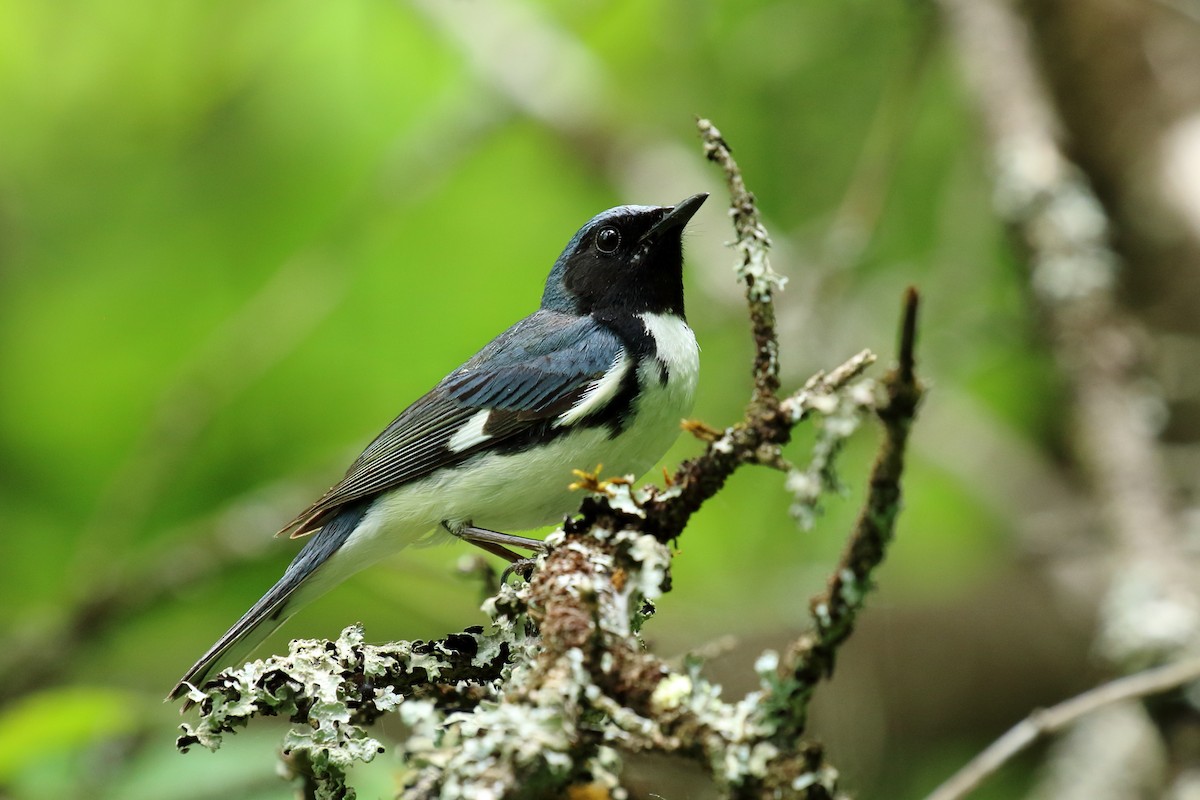 Black-throated Blue Warbler - ML462842051