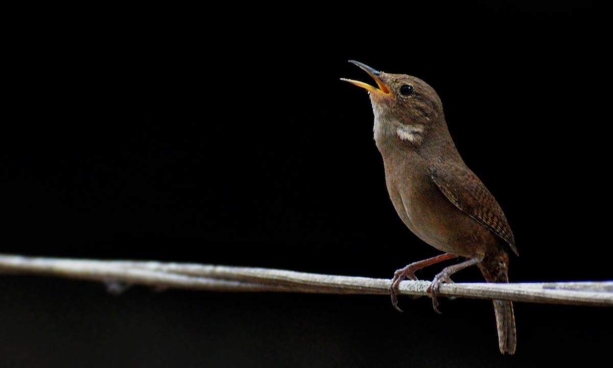 Southern House Wren - ML462842671