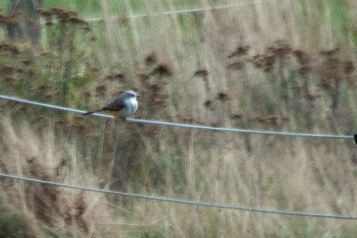 Scissor-tailed Flycatcher - ML462843871