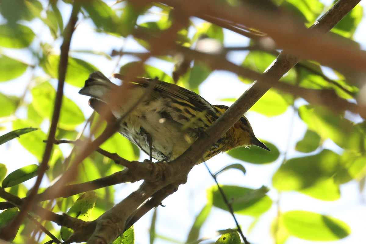 Cape May Warbler - ML462844181