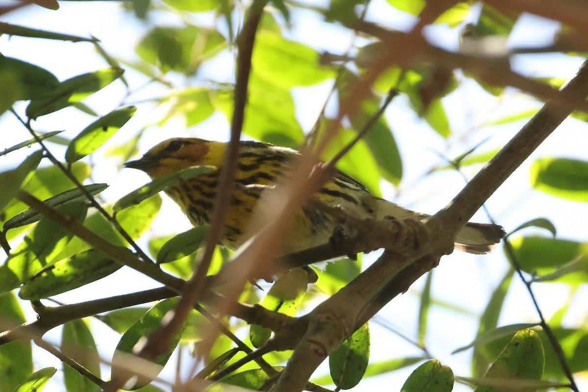 Cape May Warbler - ML462844191