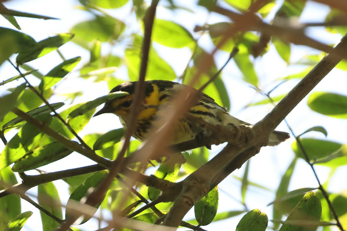 Cape May Warbler - ML462844211