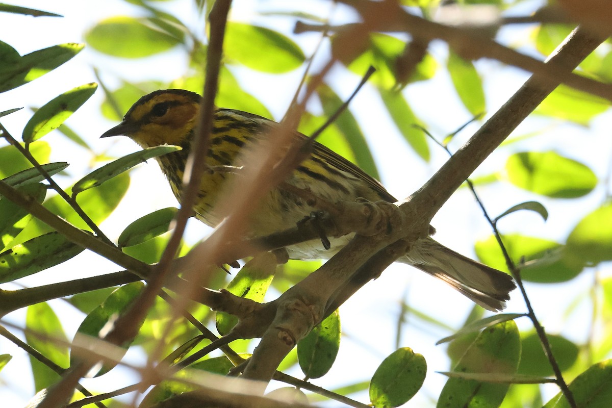 Cape May Warbler - ML462844221