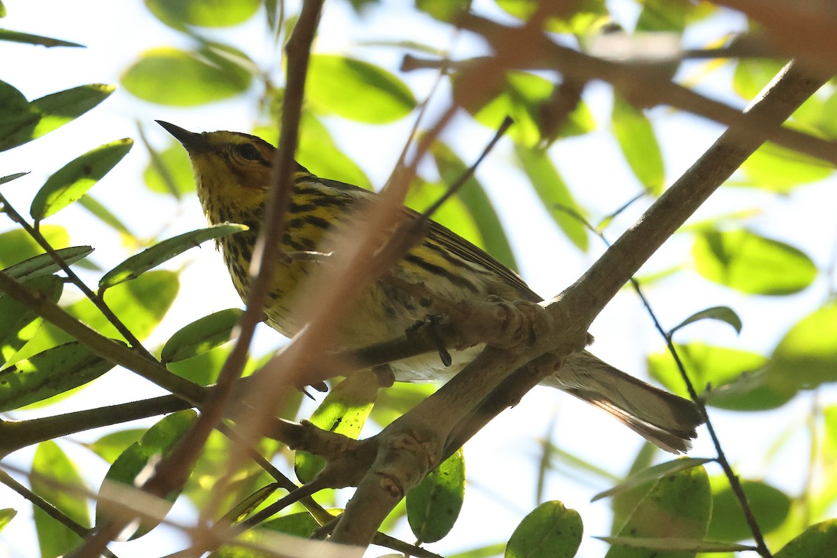 Cape May Warbler - ML462844261
