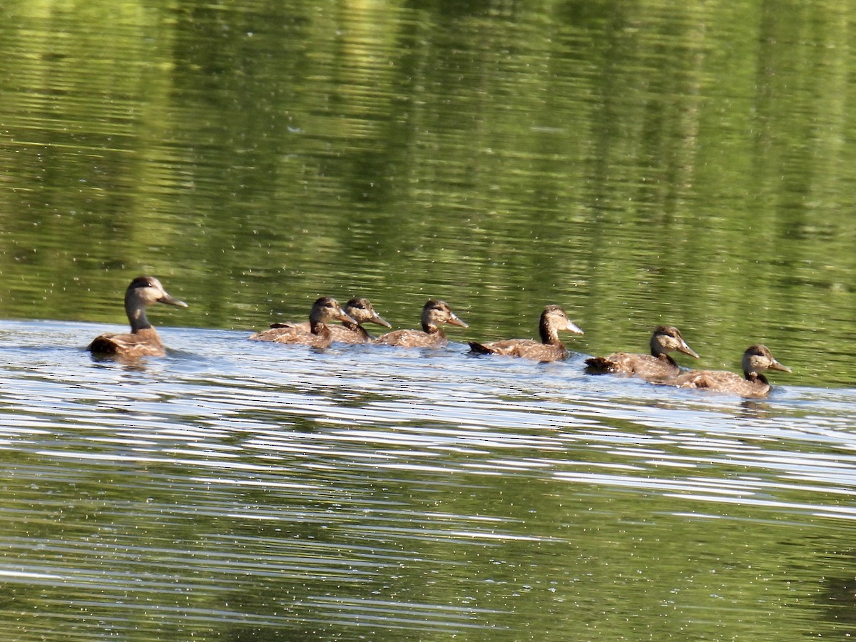 American Black Duck - ML462844971