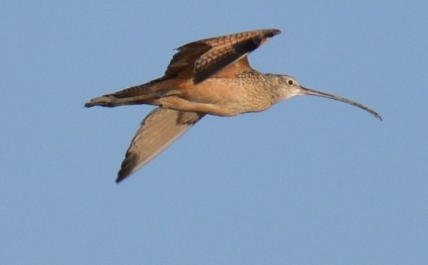 Long-billed Curlew - ML462845301
